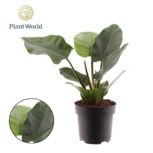 Philodendron Imperial Green Philodendron Imperial Green
(3 Plants/Order)(19cmP 40cmH)