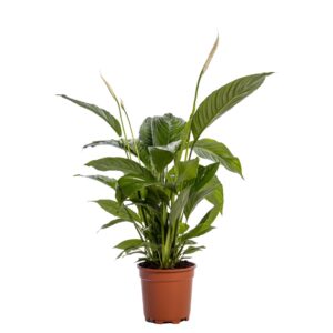 Spathiphyllum Sweet Lauretta Spathiphyllum 'Sweet Lauretta' blanco
(1 Plants/Order)(19cmP 80cmH)
