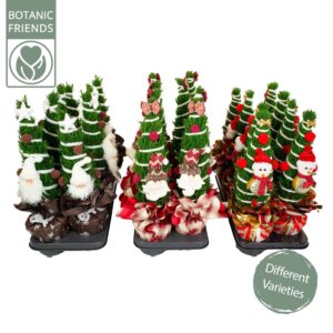 Chamaecyparis law. 'Ellwoodii Chamaecyparis Ellwoodii Christmas Friends ®
(8 Plants/Order)(13cmP 37cmH)