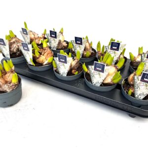 Hyacinthus Multiflora ty 10.5 cm white Hyacint Multiflora
(10 Plants/Order)(10.5cmP 15cmH)