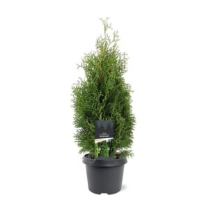 Thuja Holmstrup Thuja occidentalis 'Holmstrup'
(1 Plants/Order)(19cmP 65cmH)
