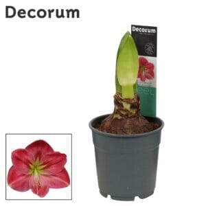 Hippeastrum Amaryllis Sweet Pink 2 bud Extra OP
(10 Plants/Order)(12cmP 25cmH)