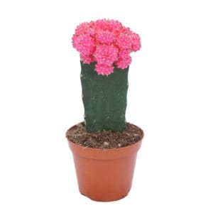 Gymnocalyc mihanovich Gymnocalycium geënt pink 8,5 cm
(18 Plants/Order)(8.5cmP 22cmH)