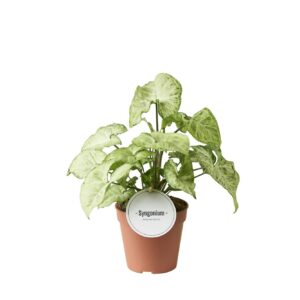 Syngonium Syngonium White Butterfly
(6 Plants/Order)(12cmP 30cmH)