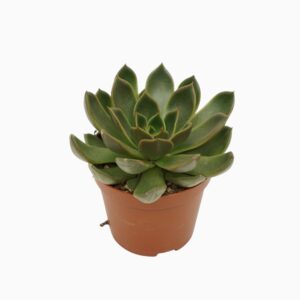 Echeveria Echeveria mira 8,5 cm
(12 Plants/Order)(8.5cmP 10cmH)