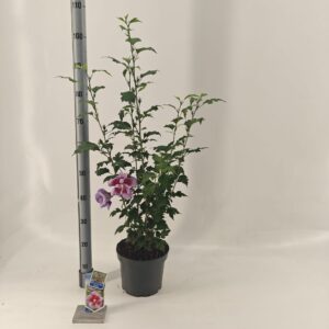 Hibiscus syriacus Hibiscus syr. Flower Tower Purple ('Gandini Santiago'PBR)
(1 Plants/Order)(23cmP 70cmH)
