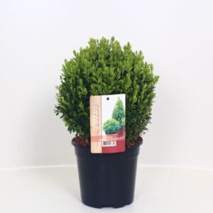 Buxus other sempervirens ball
(6 Plants/Order)(17cmP 30cmH)