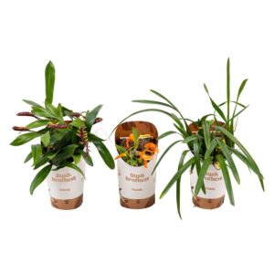 Orchideeen mix op kurk
(12 Plants/Order)(10cmP 10cmH)