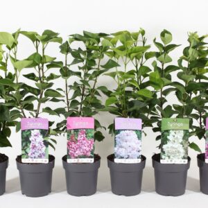 Syringa vulg. mix P15
(6 Plants/Order)(15cmP 45cmH)