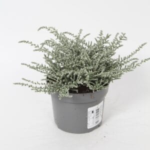 Calceophalus Silver Knight Olearia lepidophyllum p 10,5 
(15 Plants/Order)(10.5cmP 25cmH)