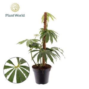 Anthurium Leaf Anthurium polyschistum Mosstok
(6 Plants/Order)(12cmP 40cmH)