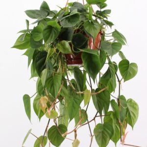 Philodendron scandens philodendron scandens hang
(3 Plants/Order)(20cmP 30cmH)