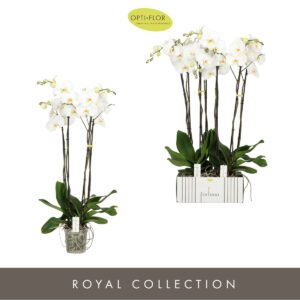 Phalaenopsis white more Ripsen Fortuno Alto 4 spike
(2 Plants/Order)(17cmP 110cmH)