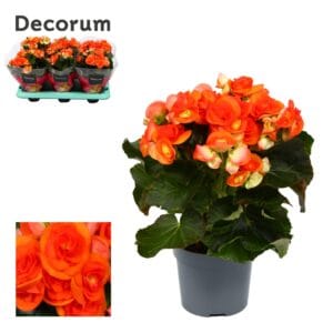 Begonia Reina Begonia ''reina'' orange 13 cm Decorum
(6 Plants/Order)(13cmP 32cmH)