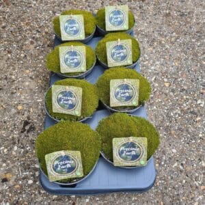 Vaste plants other Mossy Gimli (Bronze) schaaltje 13 (Scleranthus bronze)
(8 Plants/Order)(13cmP 14cmH)