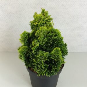 Chamaecyparis obtusa Chamaecyparis obt. 'Aurora'
(1 Plants/Order)(19cmP 25cmH)