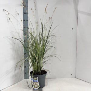 Siergrassen mix Chlorophytum saunderisiae ‘Starlight’ PBR
(1 Plants/Order)(23cmP 80cmH)