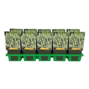 Salvia nemorosa Schneehügel Salvia nemorosa 'Schneehügel' P11
(10 Plants/Order)(11cmP 25cmH)