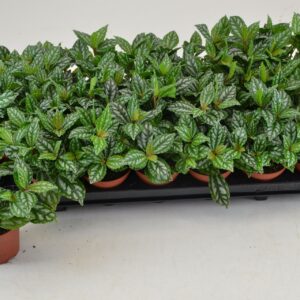 Pilea cadierei PILEA CADIEREI
(21 Plants/Order)(8.5cmP 10cmH)