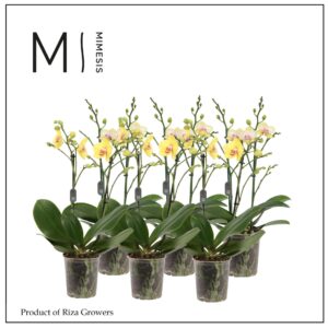 Phalaenopsis Multiflora Phalaenopsis Multi Yellow 2 spike - 12cm | Mimesis
(4 Plants/Order)(12cmP 50cmH)