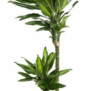 Dracaena Cintho Dracaena Cintho 45-15
(1 Plants/Order)(19cmP 100cmH)