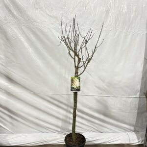 Aronia prunifolia Viking Aronia prunifolia ‘Viking’ -- stam 90 cm
(1 Plants/Order)(29cmP 170cmH)