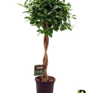 Ficus Moclame Ficus micr. Moclame gevlochten stam
(1 Plants/Order)(23cmP 110cmH)
