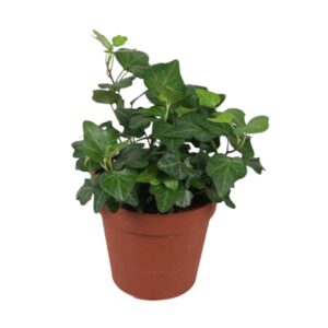 Hedera Wonder Hedera helix Wonder
(18 Plants/Order)(9cmP 5cmH)