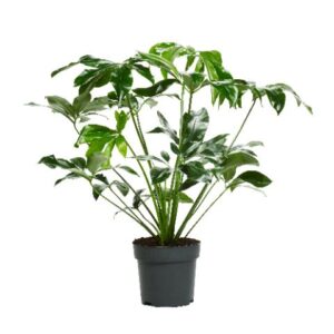 Philodendron Fun Bun Philodendron Fun Bun 32cm
(1 Plants/Order)(32cmP 190cmH)