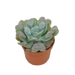 Echeveria Echeveria blue heart 10,5 cm
(6 Plants/Order)(10.5cmP 14cmH)