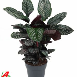 Calathea Calathea Ornata
(1 Plants/Order)(27cmP 80cmH)