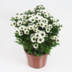 Chrysanthemum Bright Day Bright Day 12 cm
(10 Plants/Order)(12cmP 21cmH)