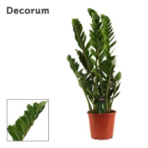 Zamioculcas zamiifolia Zamioculcas 21 cm (Decorum)
(18 Plants/Order)(21cmP 90cmH)