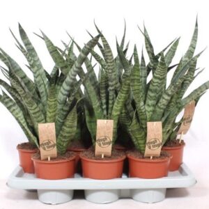 Sansevieria Cylindrica Sansevieria Diamond Green
(7 Plants/Order)(14cmP 50cmH)