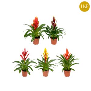 Vriesea mixed 5 Types Vriesea Sensation 5 Types mixed (Met Hoes)
(6 Plants/Order)(12cmP 45cmH)