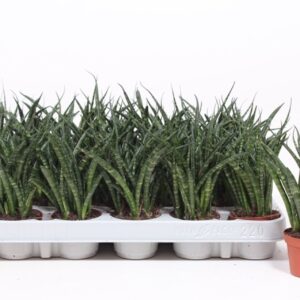 Sansevieria Fernwood Sansevieria Fernwood Punk
(20 Plants/Order)(6cmP 20cmH)