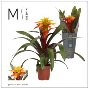 Guzmania Guzmania Fiero Yellow - 12cm | Mimesis
(10 Plants/Order)(12cmP 42cmH)