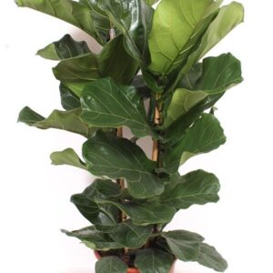 Ficus lyrata Ficus lyrata 2 per Pot
(1 Plants/Order)(27cmP 100cmH)