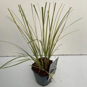 Cortaderia selloana Cortaderia sell. 'Mini Goldpampas'
(6 Plants/Order)(17cmP 50cmH)