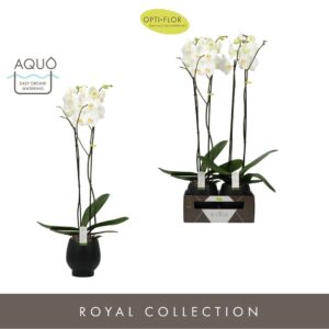 Phalaenopsis white more Ripsen Bijoux Diamond 2 spike in Abruzzo Black Aquo
(3 Plants/Order)(15cmP 90cmH)