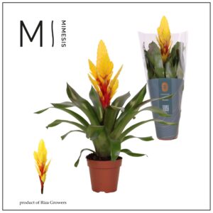Vriesea Intenso Yellow Vriesea Intenso Yellow - 12cm | Mimesis
(10 Plants/Order)(12cmP 48cmH)