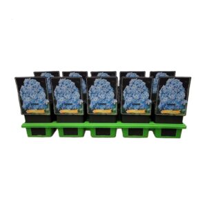 Phlox Paniculata Phlox Paniculata 'Blue Boy' P11
(10 Plants/Order)(11cmP 25cmH)