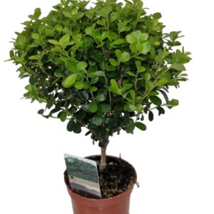 Myrsine africana Myrsine Africana Stem
(18 Plants/Order)(8cmP 20cmH)