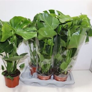 Monstera deliciosa monstera Pot 17
(6 Plants/Order)(17cmP 60cmH)