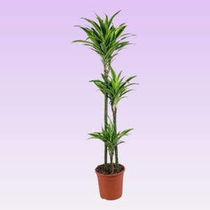 Dracaena Lemon Lime Dracaena lemon lime 90-60-30 140cm
(1 Plants/Order)(24cmP 140cmH)