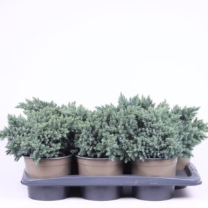 Juniperus squamata Blue Star Juniperus squamata 'Blue Star'
(1 Plants/Order)(17cmP 25cmH)