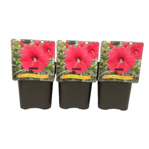 Hibiscus Fireball Hibiscus 'Fireball' C5
(1 Plants/Order)(21cmP 35cmH)