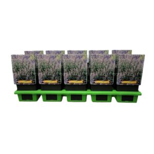 Nepeta Nepeta grandiflora 'Dawn to Dusk' P11
(10 Plants/Order)(11cmP 25cmH)