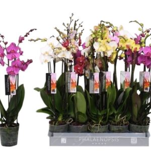 Phalaenopsis mixed Phalaenopsis 5 color mix, 3-spike 18+
(10 Plants/Order)(12cmP 55cmH)