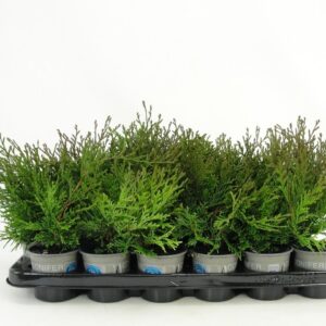 Chamaecyparis obtusa Chamaecyparis obtusa 'Pygmaea'
(18 Plants/Order)(9cmP 20cmH)